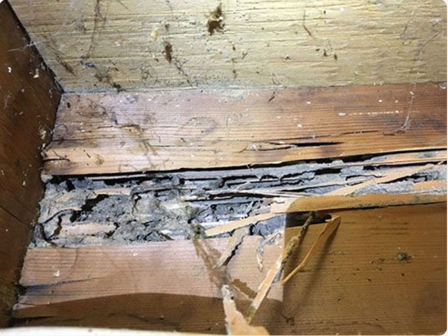 Termite‑Damaged Photo
