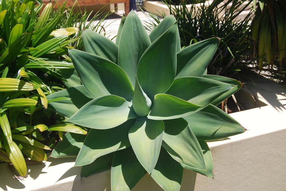 Photo of a tropical landscaping in San Diego.