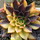 Last commented by Laurent - French Riviera (zone 9a)