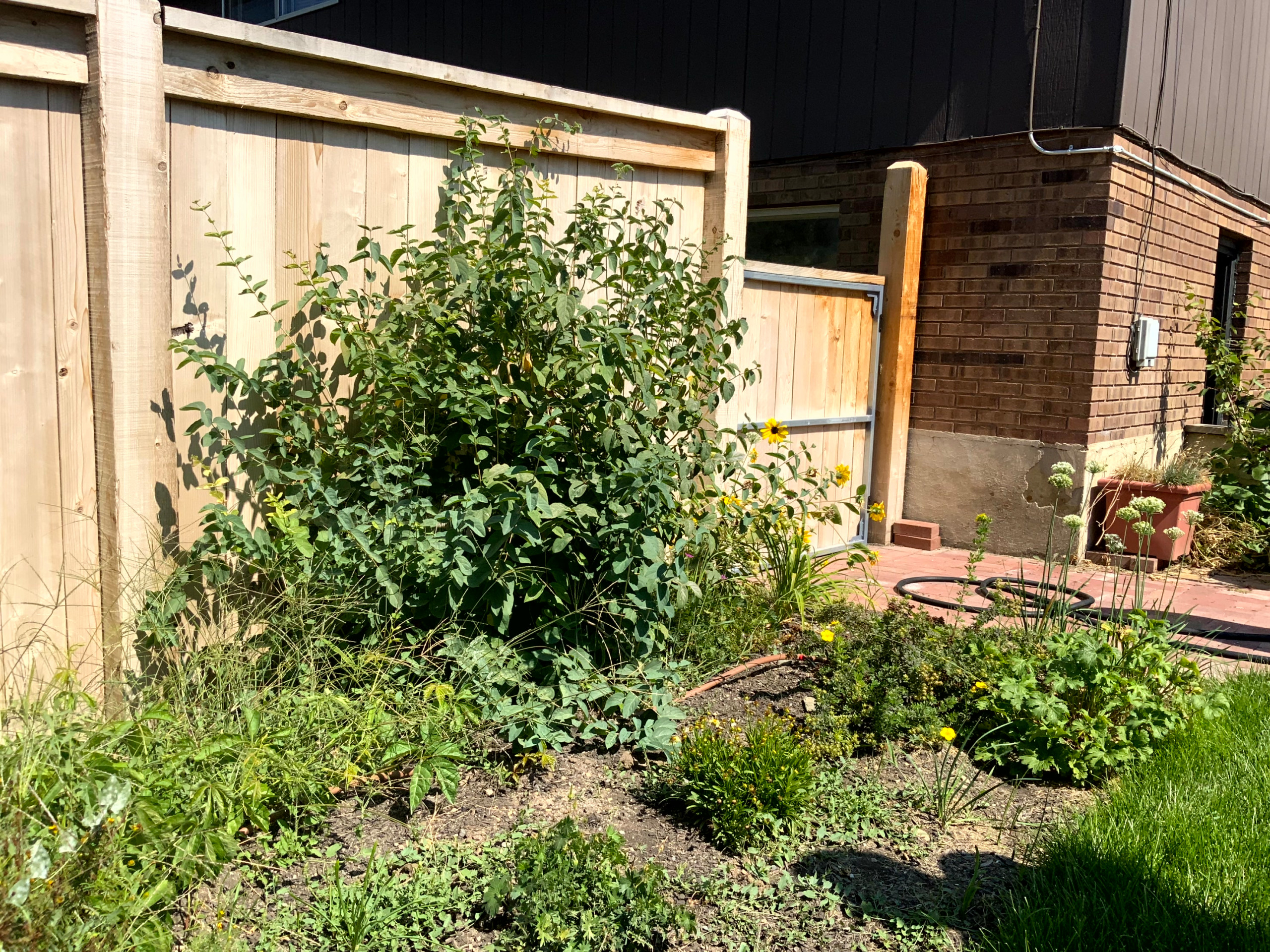 Cozy Cottage Garden