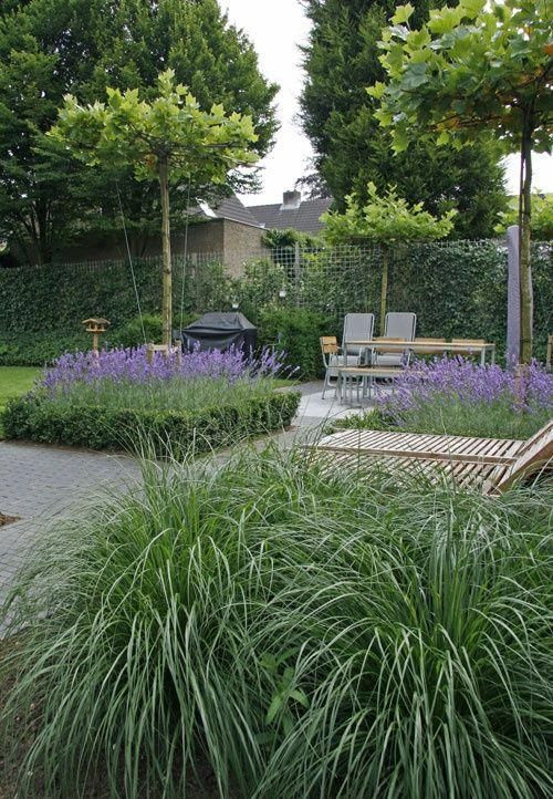 МНОГОЛЕТНИКИ