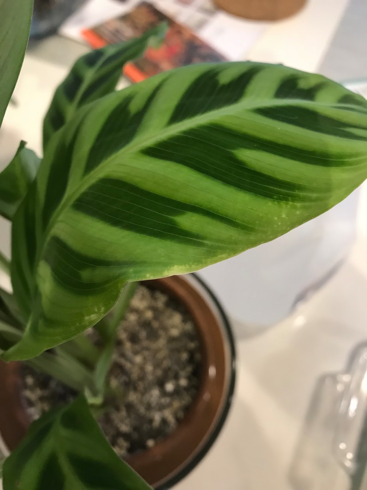 dracena india Song of India Dracaena main image 1