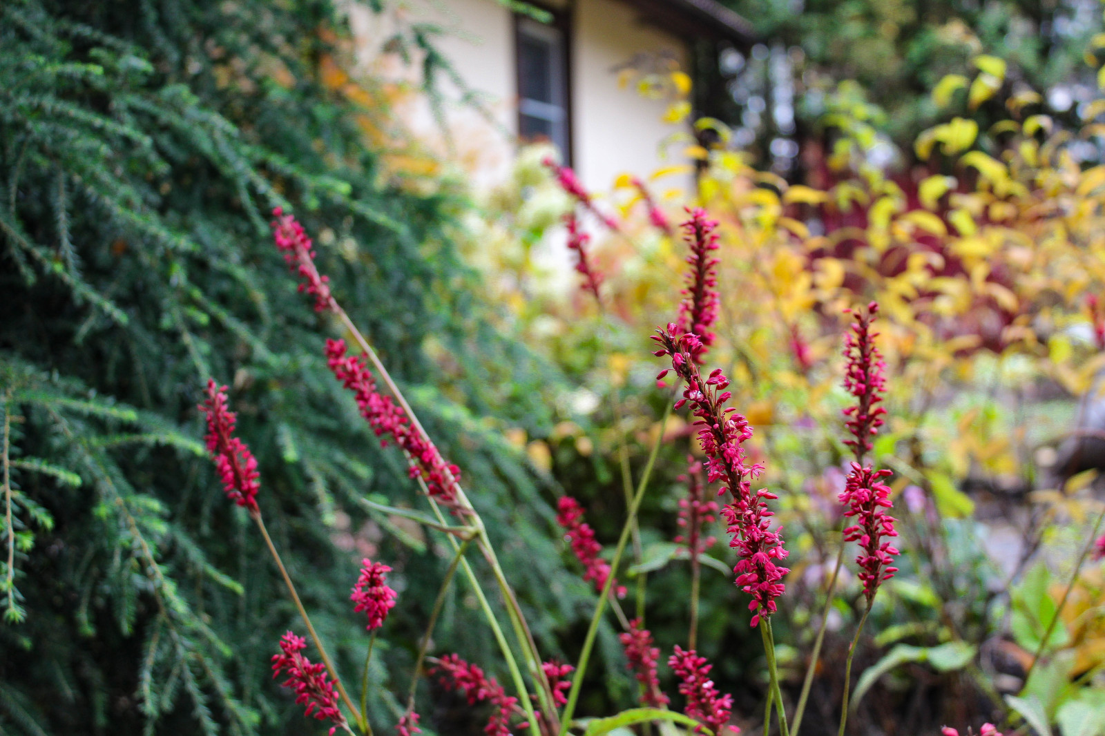 Генеральские дачи