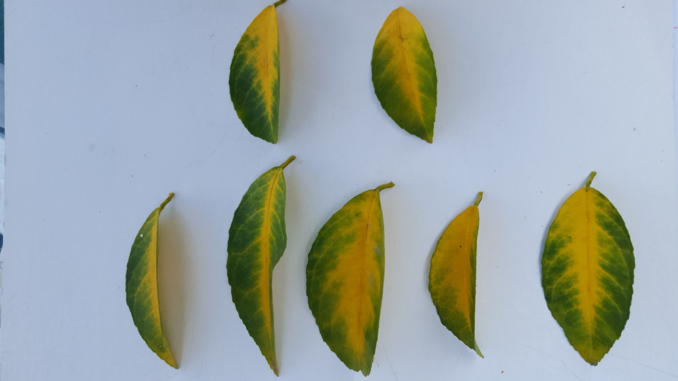 Dwarf Meyer Lemon Tree Leaves Turning Yellow
