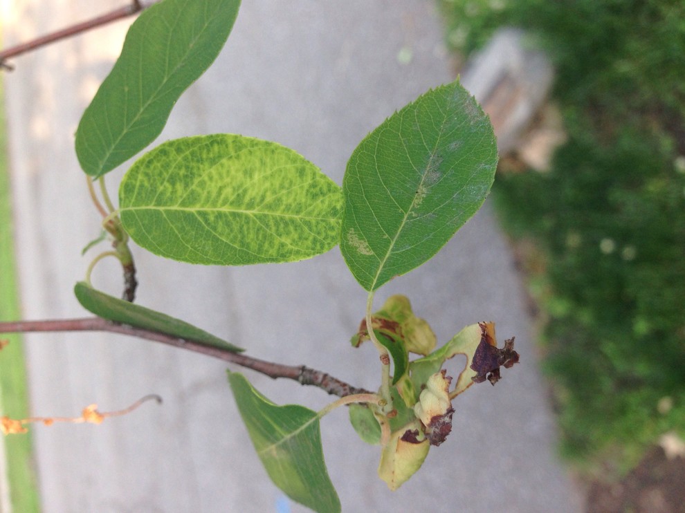Serviceberry trees disease or soil deficiency?