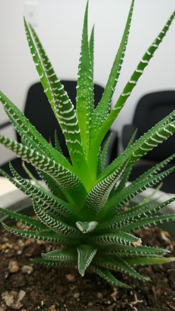 Is this what an etiolated haworthia looks like? | Houzz Forum