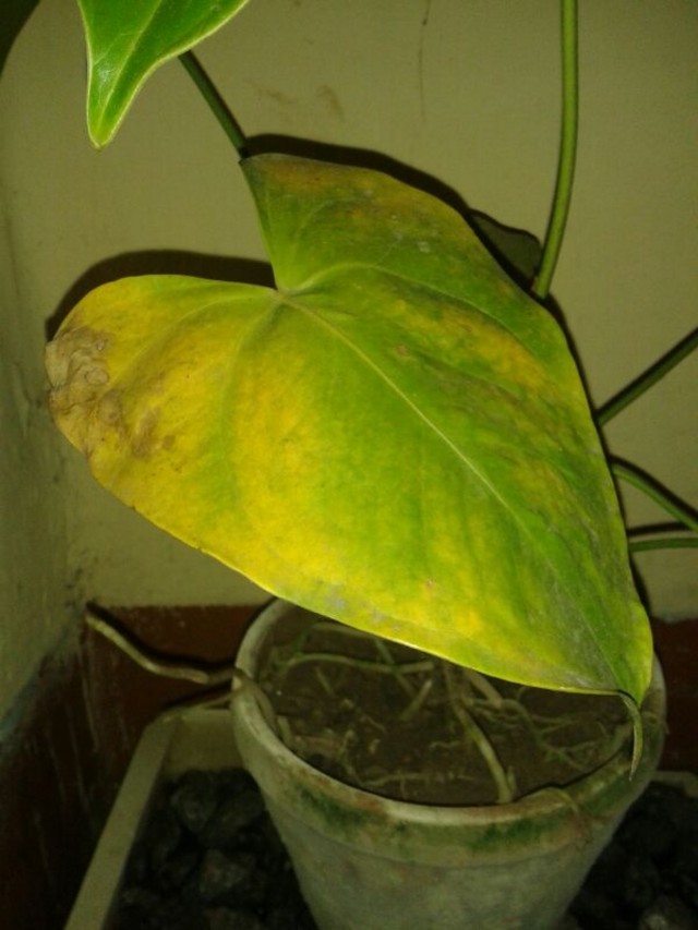 Anthurium leaves turning yellow | Houzz Forum