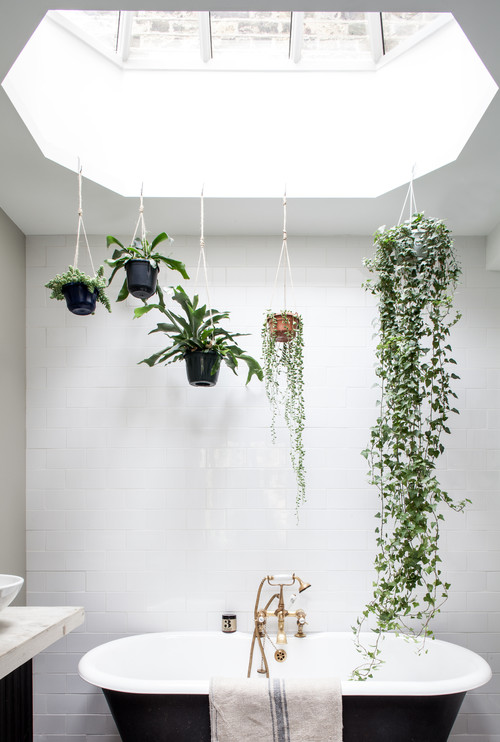 バスルームで観葉植物を育てるポイント Houzz ハウズ