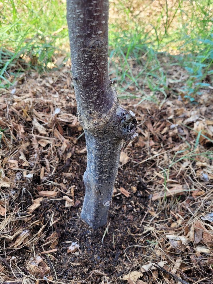 Apricot tree bark turning white