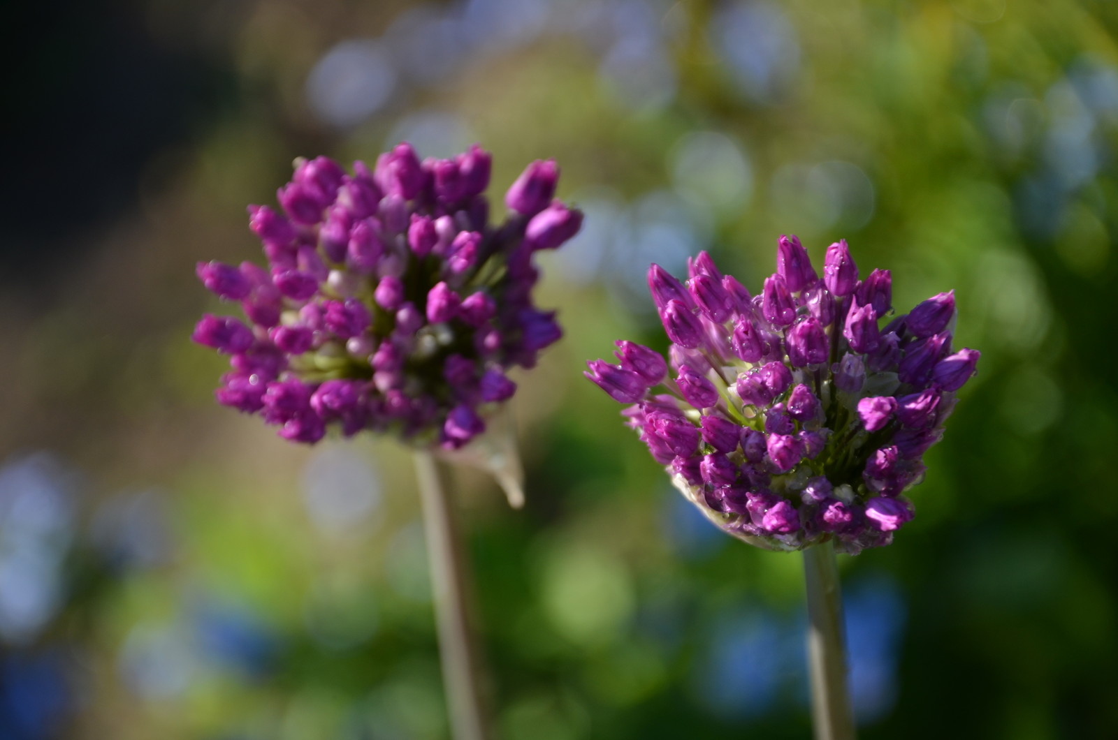 Садовый участок