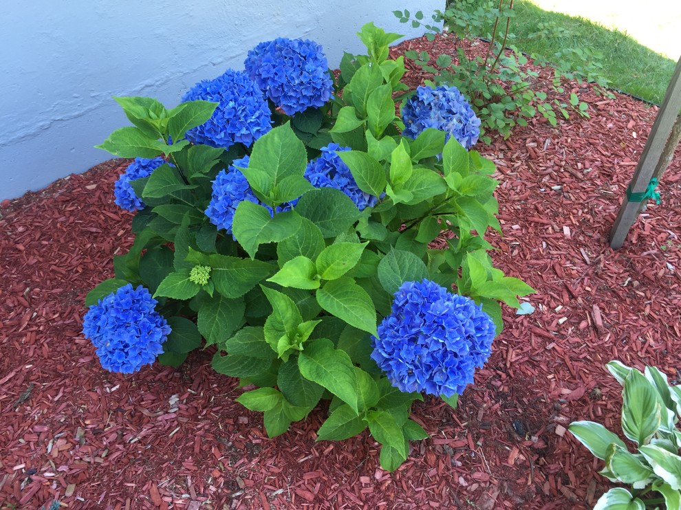 Whats eating my hydrangea?