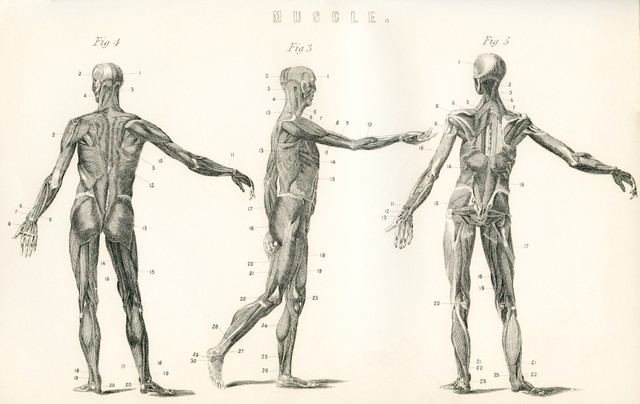 Anatomical Study Of Muscle In The Human Body. From The National