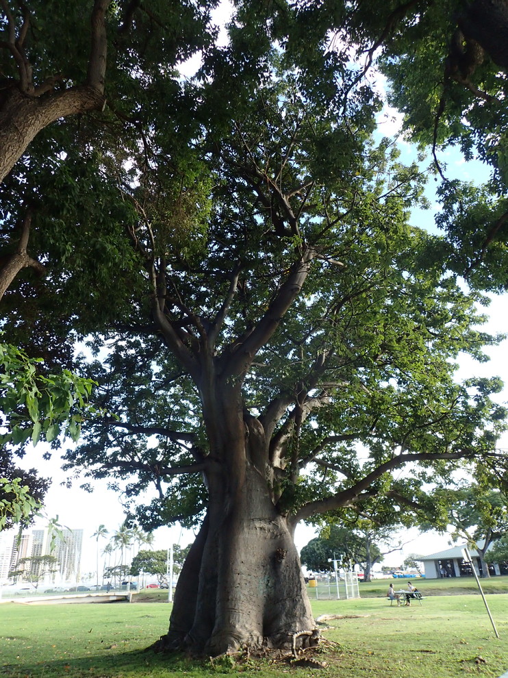 Hawaiian "Baobab" Tree?