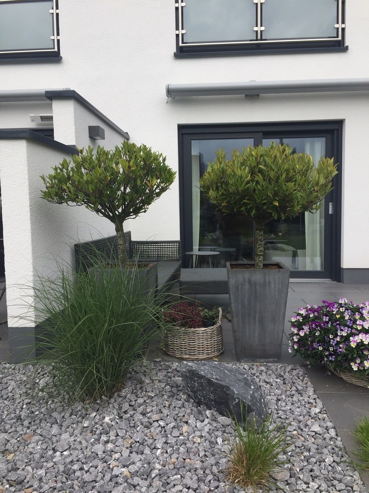 Kirschlorbeerbaum auspflanzen | Houzz