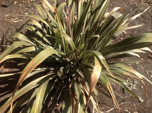 Flax Not Healthy Soil Problem