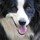 tina_steer