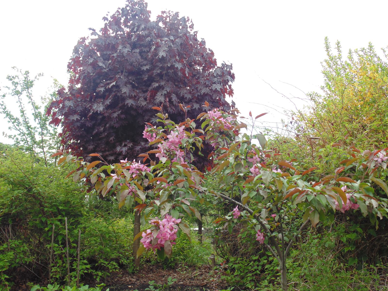 Наш собственный сад