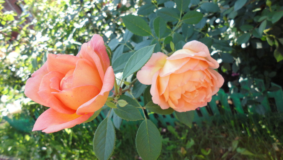 Сорт роз Д.Остина