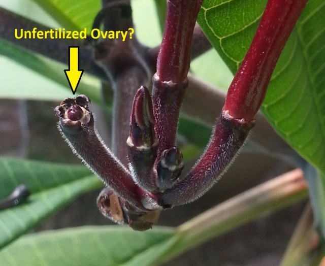 Ok, inform me fellow Plumerians. Do I have a Seed Pod(s)? | Houzz Forum