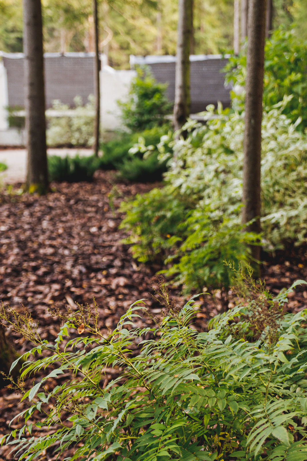 Сад на краю леса