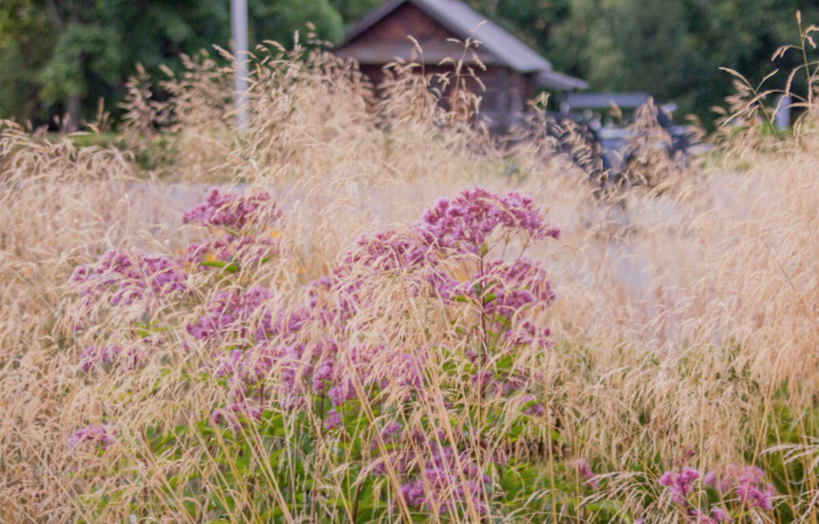 Сквер им. Чапаева в Чебоксарах