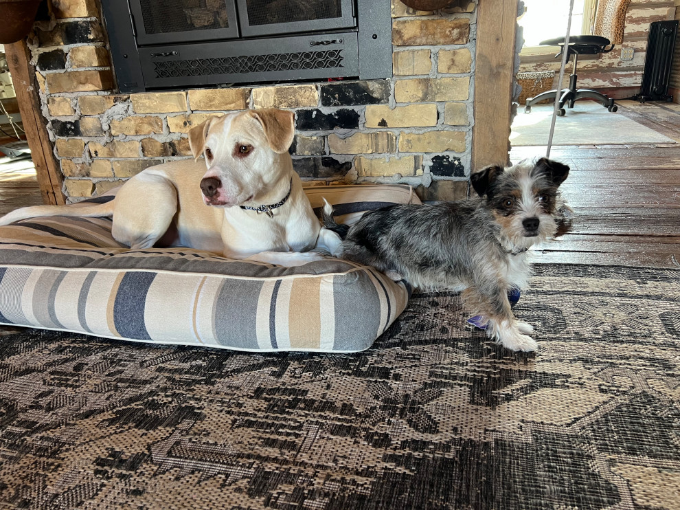 Shop Dogs