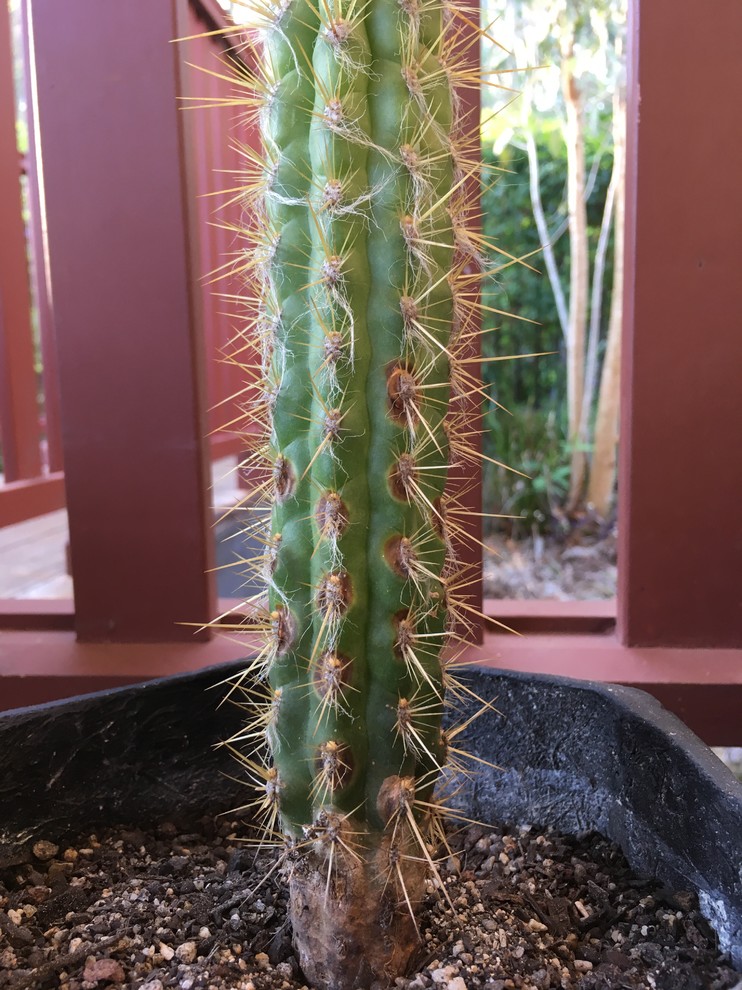 Help! Sick Cactus! | Houzz Forum