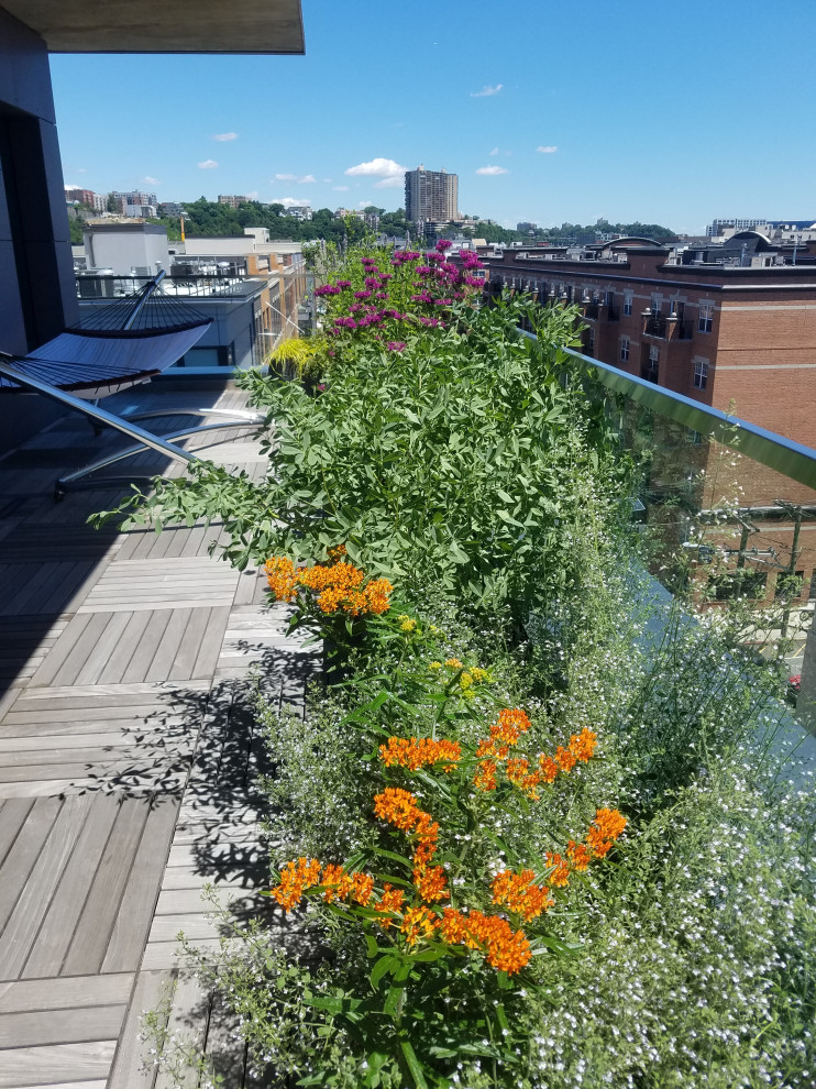 This is an example of a contemporary rooftop full sun garden in New York with a container garden.