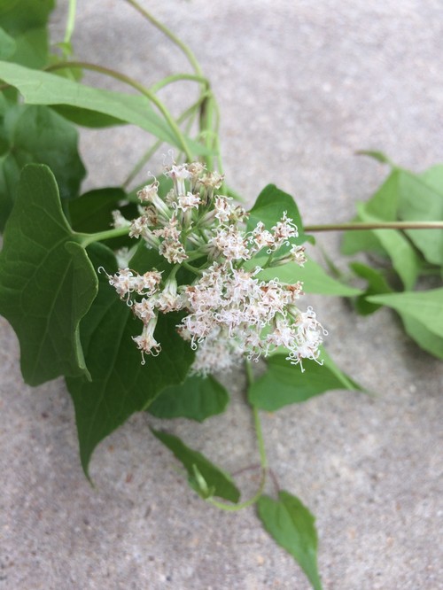Vine with tiny white flowers