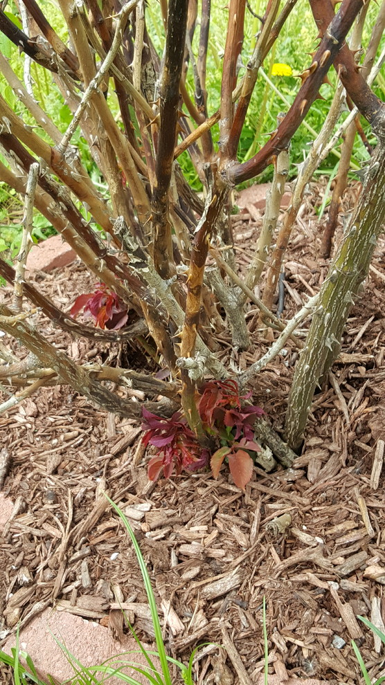 Are my rose bushes dead?