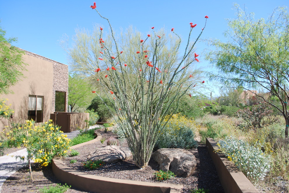 This is an example of a large garden in Phoenix with gravel.