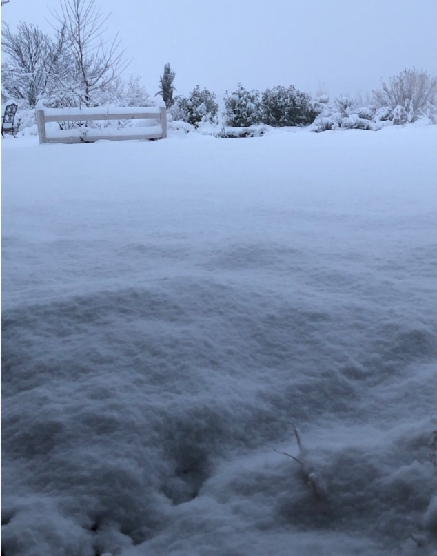 All of my plants disappeared overnight...Help!