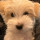 malory_tangeman