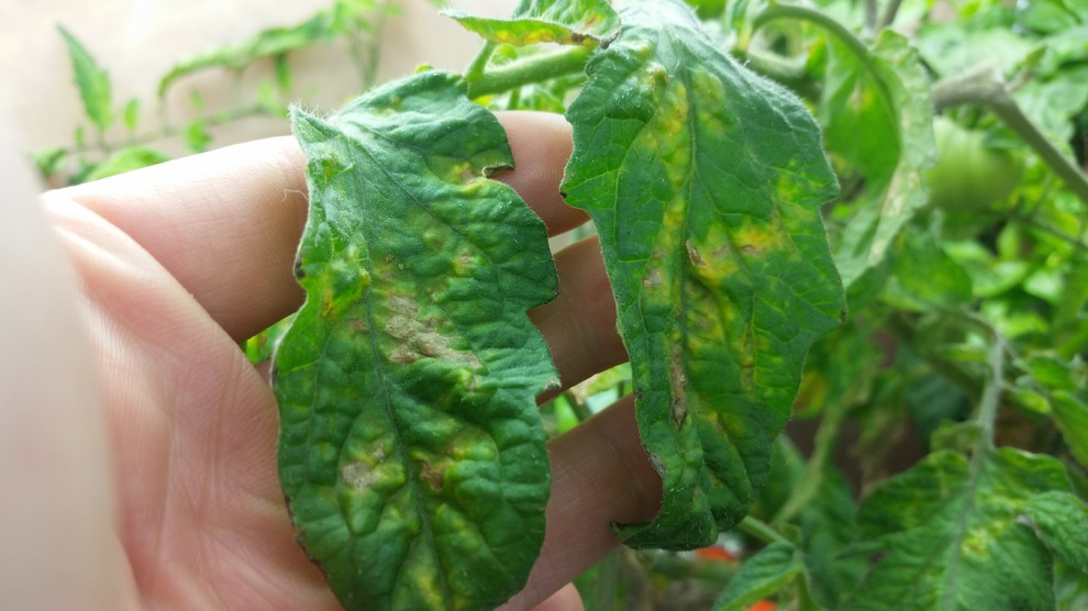 Tomato leaves drying