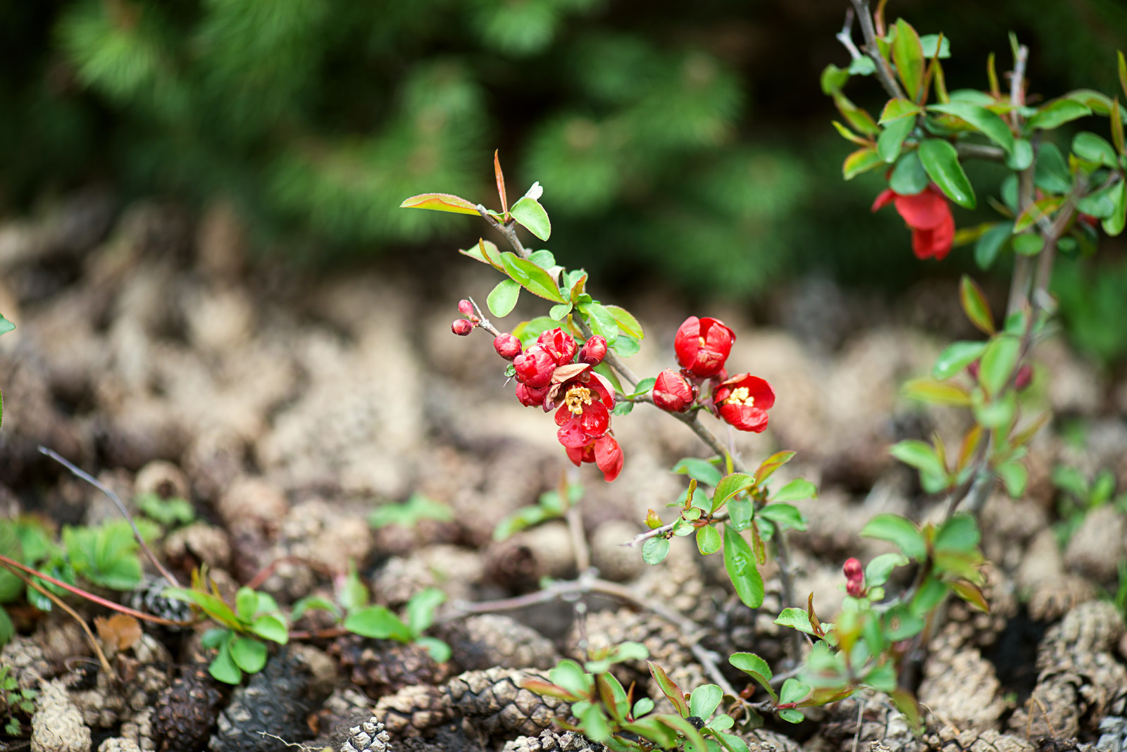 Первая весна в саду "Красный октябрь"