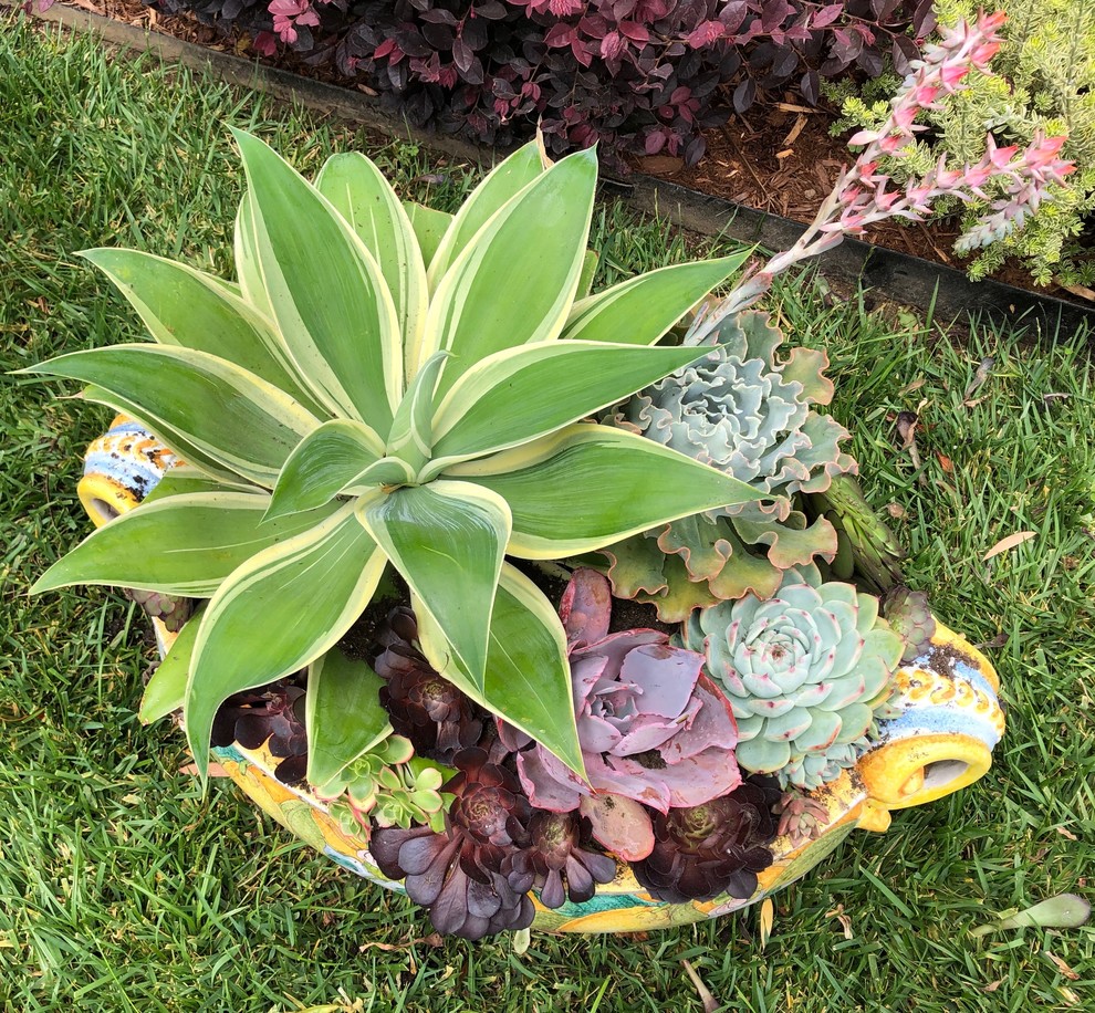 SUCCULENTS - POTS & WALLS