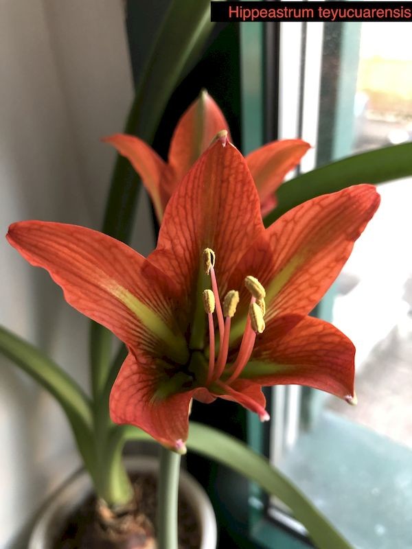 Hippeastrum teyucuarense | Houzz Forum
