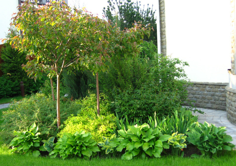 Группа декоративно-лиственных растений