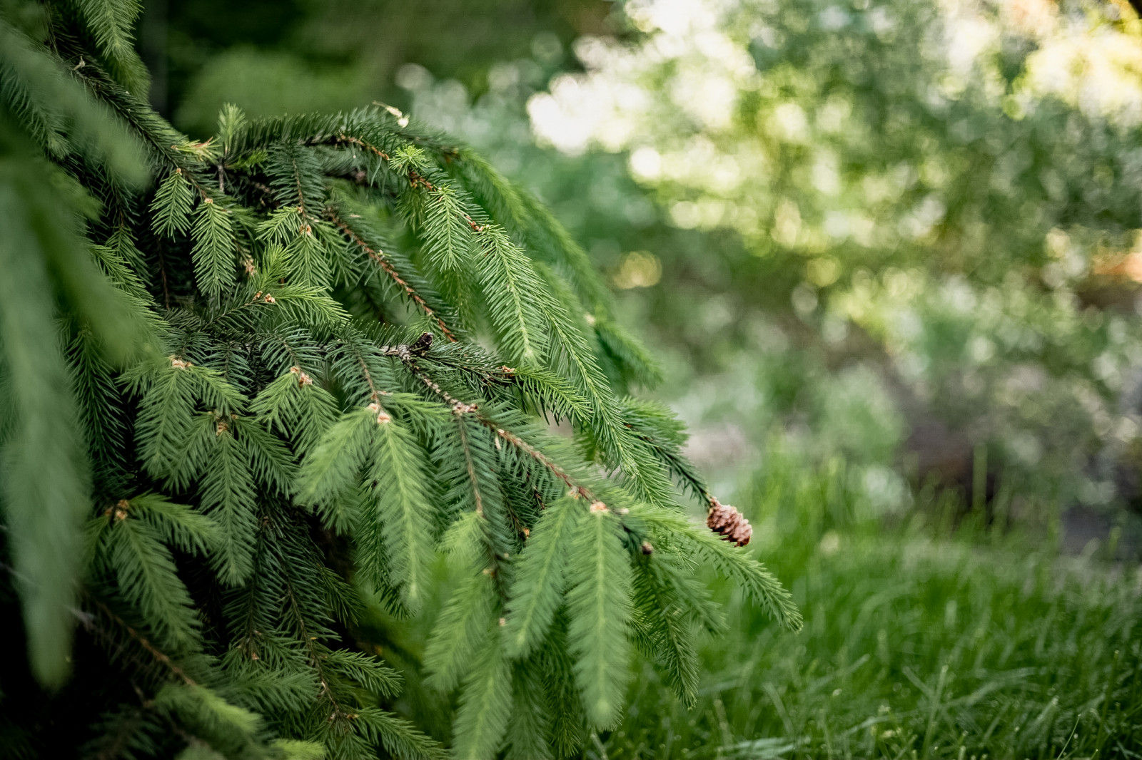 Лесной пейзаж