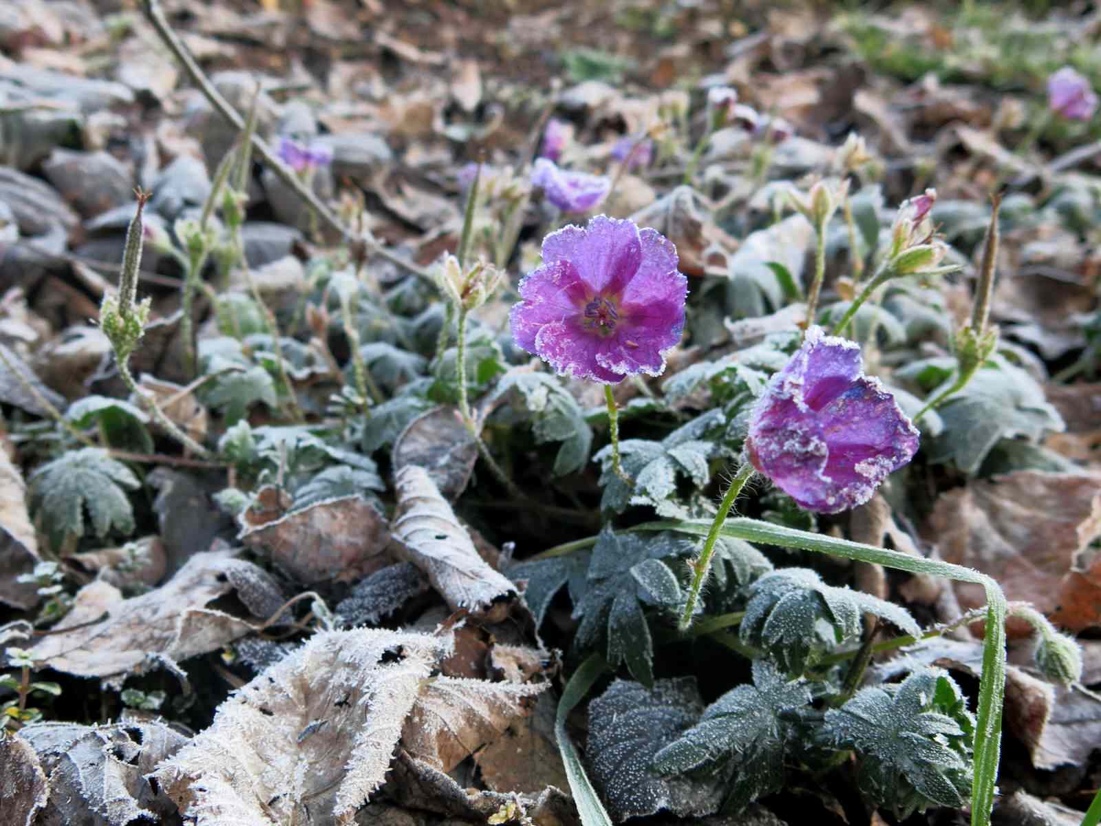 ЯГОДНОЕ ЛУКОШКО. СЕЗОН 2016. ПРЕДЗИМЬЕ. ПЕРВЫЕ ЗАМОРОЗКИ.