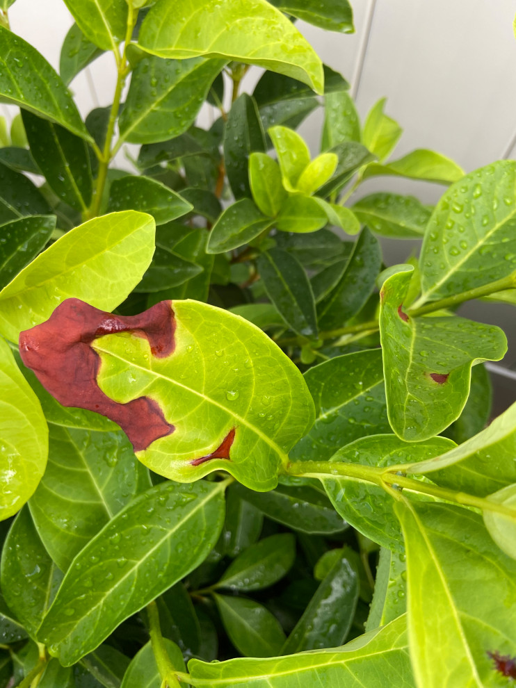 Sweet Viburnum leaf rust / discoloration