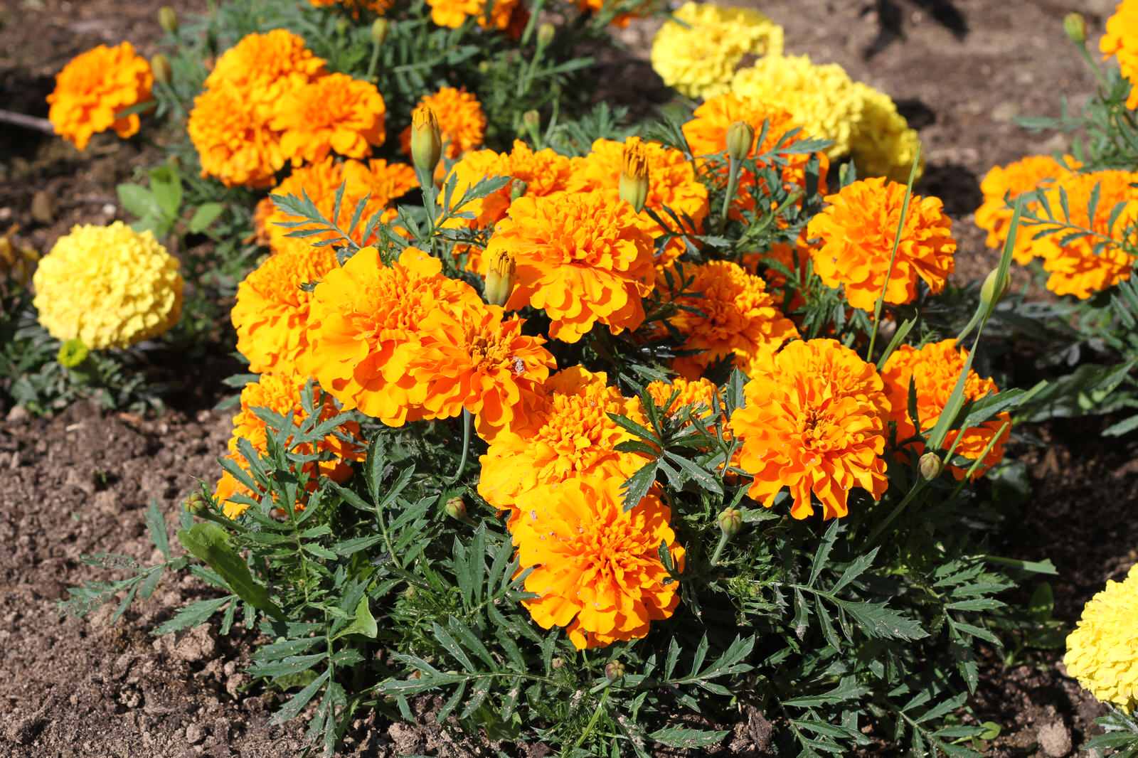 Участок 25 соток, КП Четыре Сезона. От проекта до реализации