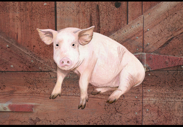 Pig At The Barn Door