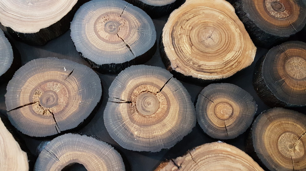 Срез дерева, массив мореного дуба