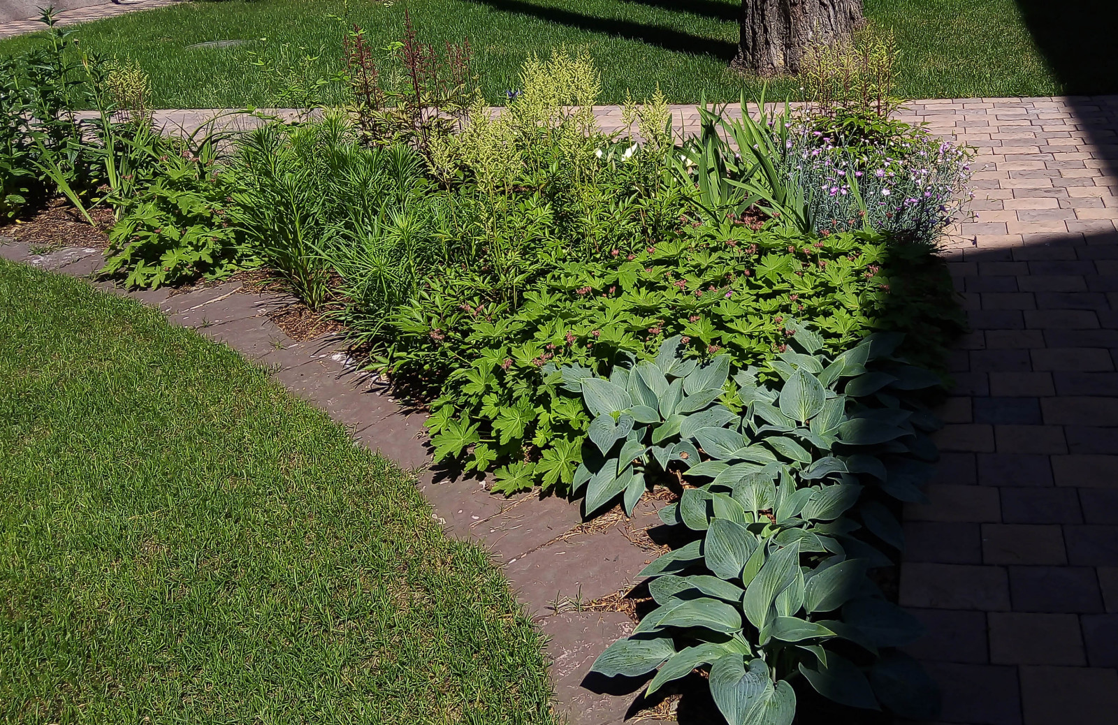 Цветники под пологом леса