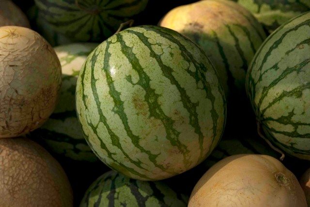 Summer Crops How to Grow Melons