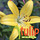 Tulip World