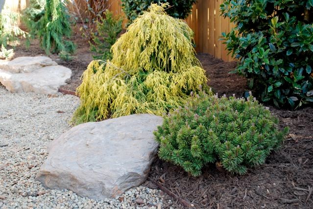 Lemon Thread false cypress with Slow Mound Mugo Pine