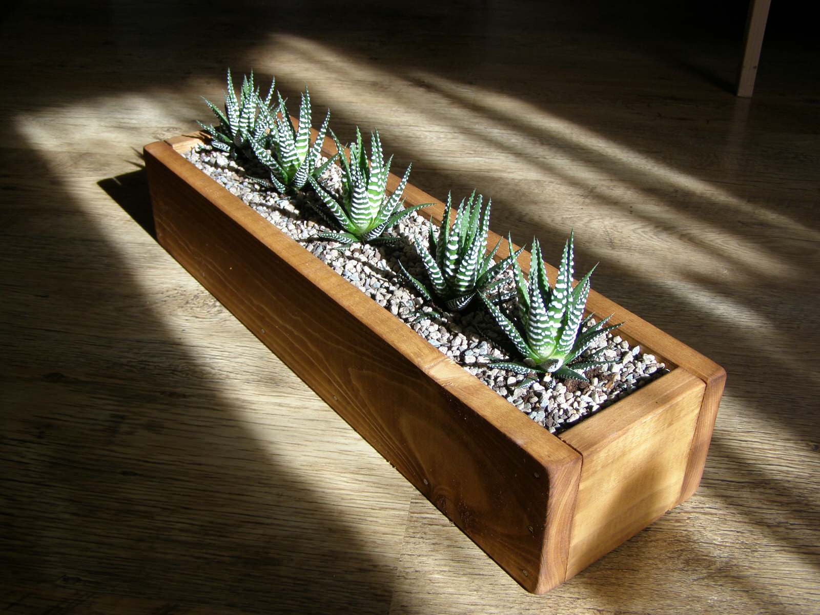 Композиции с комнатными растениями