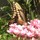 Last commented by loveswindowsanddogs_gw gw